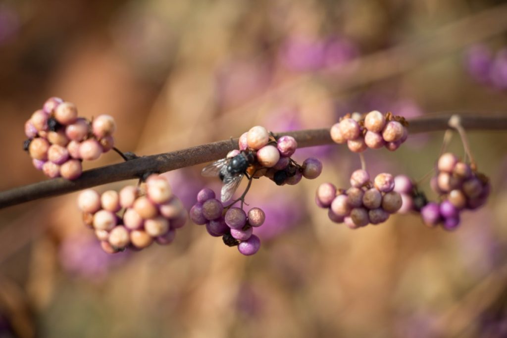 Tyler Arboretum 26