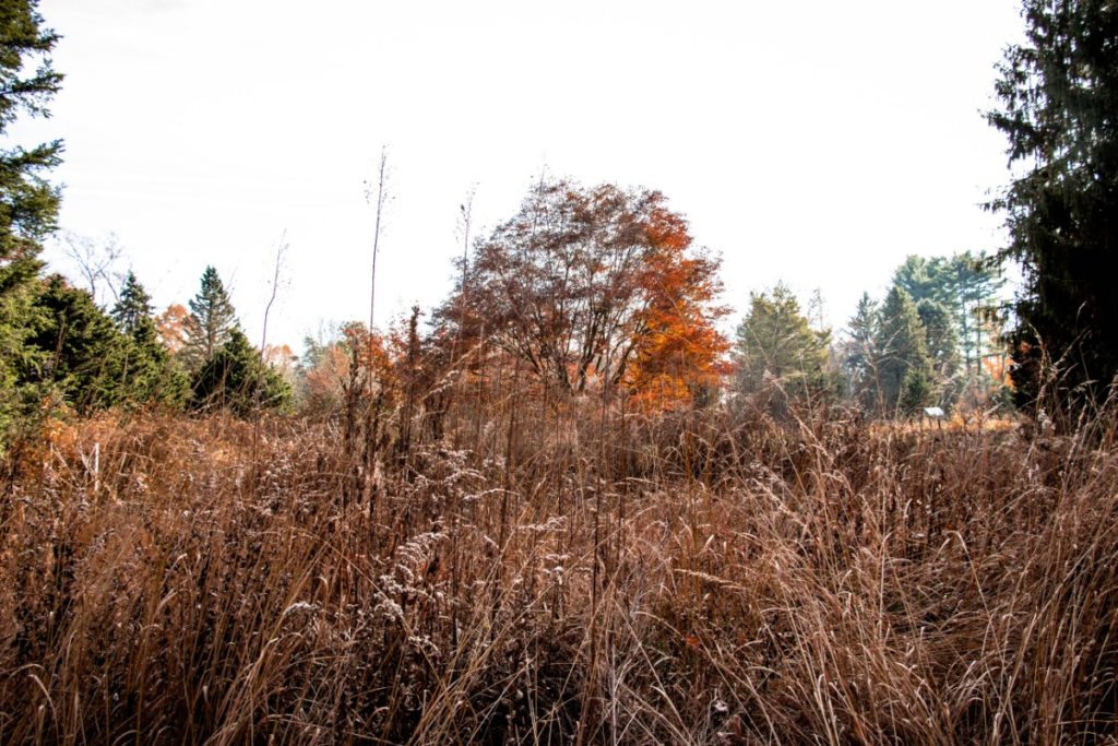Tyler Arboretum 59
